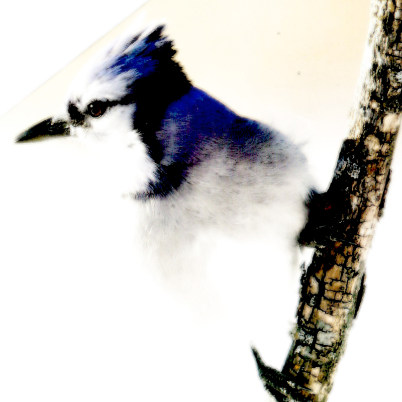 Blue Jay, 2020, 18 X 18, $1,300 - 70% is $390