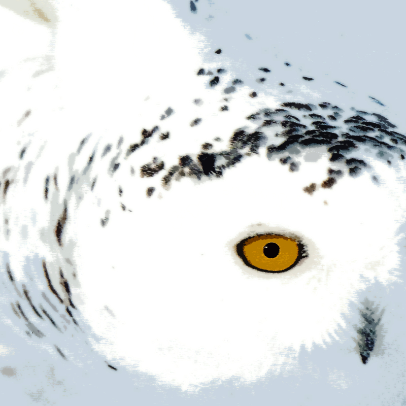 Snowy Owl, 2020, 24 x 24, $1,600 SALE PRICE $400